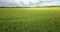 Green Country Field Of Rye With Row Lines. Aerial View Of Rye Fields. Field With Green Barley Swaying In The Wind. Barley Field Ae