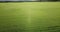 Green Country Field Of Rye With Row Lines. Aerial View Of Rye Fields. Field With Green Barley Swaying In The Wind. Barley Field Ae