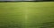 Green Country Field Of Rye With Row Lines. Aerial View Of Rye Fields. Field With Green Barley Swaying In The Wind. Barley Field Ae