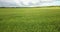 Green Country Field Of Rye With Row Lines. Aerial View Of Rye Fields. Field With Green Barley Swaying In The Wind. Barley Field Ae