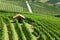 Green countryside with vineyards and tool shed in Italy