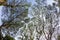 Green cover. Natural umbrella. Canopy of a rain-tree Samanea saman