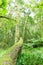 Green covered trees in forest