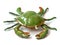 The green crab