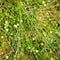 Green cranberry background, green grass, bog vegetation vegetation, summer