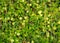 Green cranberry background, green grass, bog vegetation vegetation, summer