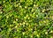 Green cranberry background, green grass, bog vegetation vegetation, summer