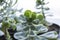 Green crassula in a pot on a windowsill