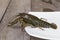 Green crayfish on the square plate