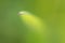 Green creative blur with extreme pointed weeding grass