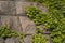 The Green Creeper Plant on the ancient stone wall