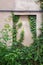 Green creeper plant covering cracked stucco wall.