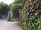 Green Creeper Plant on a Wall, green background from leaves of a bush, phyto wall from natural bushes