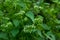 Green creeper tiny white grass flowers plantation