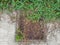 The Green creeper tree is growing between the rusty drainage grate and dirty concrete floor