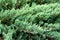 Green creeping juniper branches background. Juniper horizontal