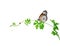 green creeping plant with butterfly and ladybug on white background