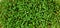 Green cress salad watercress microgreens