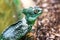 Green Crested Basilisk (Basiliscus plumifrons)