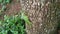 the green-crested chameleon perched on the tree