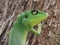 Green Crested Lizard