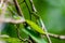 Green crested lizard on the branch in the Mulu national park