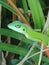 Green Crested Lizard Bronchocela cristatella