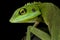 Green crested lizard Bronchocela cristatella