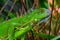 Green crested lizard (Bronchocela cristatella)