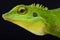 Green crested lizard (Bronchocela cristatella)