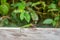 Green crested lizard consuming prey at the wooden fence in the Mulu national park