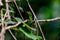 Green crested lizard hunting on the branch in the Mulu national park