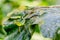 Green crested lizard hunting on the leaf in the Mulu national park