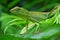 Green Crested Lizard on a large leaf looking calmly with eyes wide open