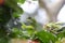 Green crested lizard looking for food