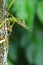 Green crested lizard on a tree trunk eat eating a large prey Cicada insect