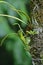 Green crested lizard on a tree trunk swallowing a large prey Cicada insect with wing visible