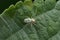 Green cribellate spider, nigma species, Satara, Maharashtra