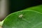 Green Cribellate Spider, Nigma walckenaeri, Satara, Maharashtra