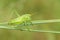 Green cricket