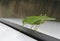 Green cricket