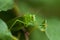 Green Cricket Grasshopper