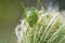 Green Cricket Grasshopper