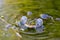 Green croaking frog swimming in the water in pairing time searching for a female frog to make spawn after mating and fighting