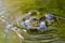 Green croaking frog swimming in the water in pairing time searching for a female frog to make spawn after mating and fighting