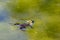 Green croaking frog swimming in the water in pairing time searching for a female frog to make spawn after mating and fighting