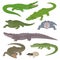 Green crocodile and alligator reptile wild animals vector illustration