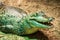 Green crocodile, open jaws closeup