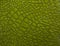 Green crocodile skin texture close-up