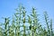 Green crop standing upright with a clear sky in the background.